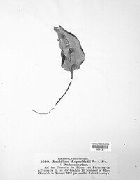 Puccinia recondita image